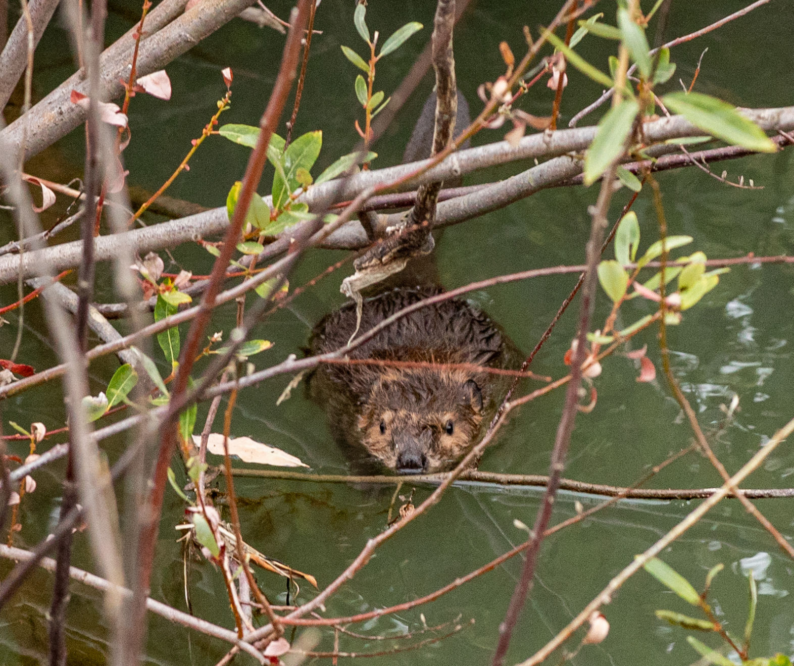 Beaver Lodge Summer 2019